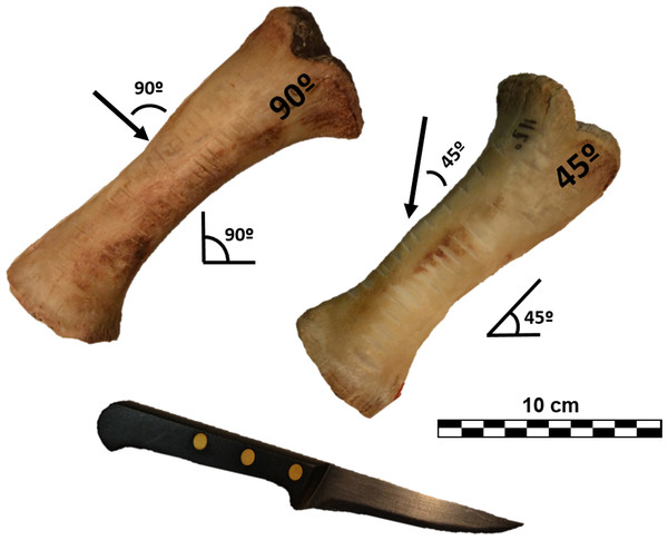 Porcine radii with cut marks performed at different angles along the long axis.