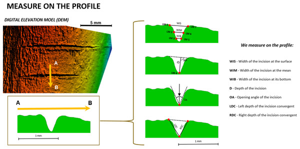 Location of the seven landmarks used in the 2D Morphometric Analysis of cut mark cross-sections (Maté-González et al., 2015) and the measurements taken for each cut mark profile (Bello & Soligo, 2008).