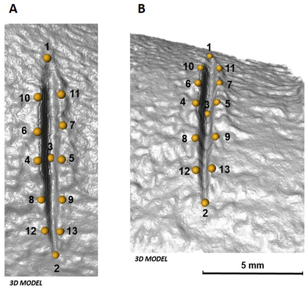 Location of the 13 landmarks used to capture the shape of each mark, as described by Courtenay et al. (2017).