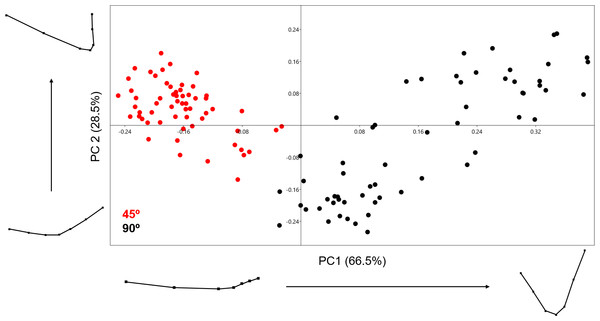 PCA graph presenting variance in cut mark cross-section shape using the 7-landmark model.