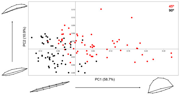 PCA graph presenting variance cut mark shape using the 13 landmark 3D model.