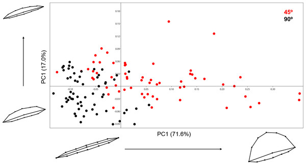 PCA graph presenting variance in cut mark form using the 13 landmark 3D model.