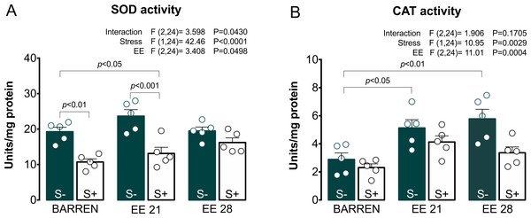 Effects of enriched environment for 21 (EE 21) or 28 days (EE 28) on antioxidant mechanisms in zebrafish brain submitted to unpredictable chronic stress (S+) or no (S−).