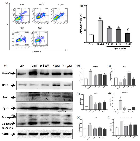 Cell apoptosis and the expression of apoptosis proteins determined by flow cytometry and Western Blot.