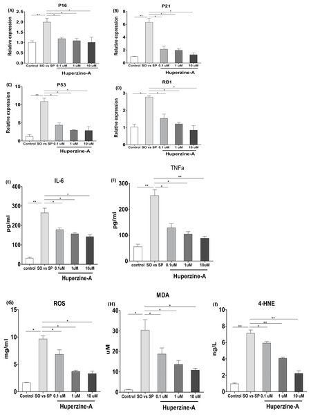 The expression of senescence genes, inflamm-aging factors and oxidative stress.