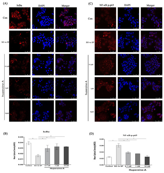 The expression of NF-κB and IκBa.