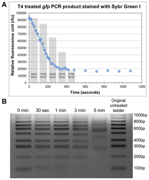 Defining the rate of exonuclease activity of T4 DNA polymerase.