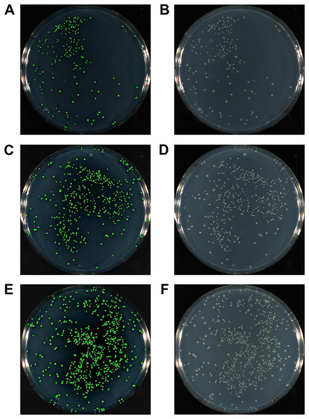 The gfp gene amplified with either 15 bp (A, B), 20 bp (C, D) or 25 bp HAC-tails (E, F) were cloned into pUC19 via HAC.