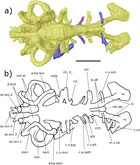 The cranial endocast of the Upper Devonian dipnoan ‘Chirodipterus ...