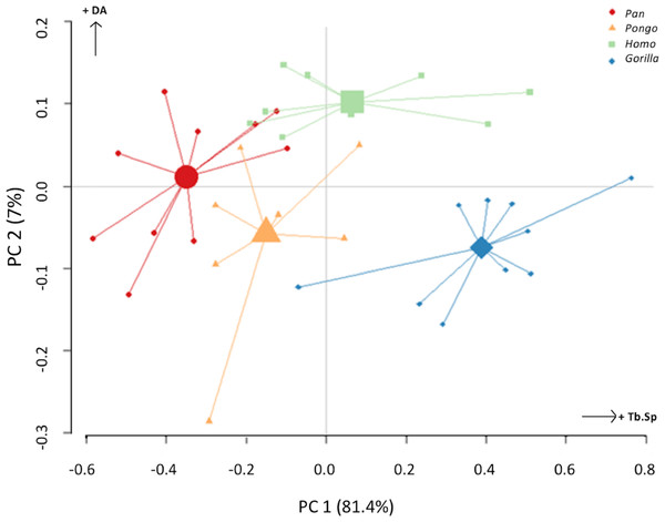Results of principal components analysis of three trabecular variables (Tb.N, Tb.Sp. and DA) in all analysed regions.