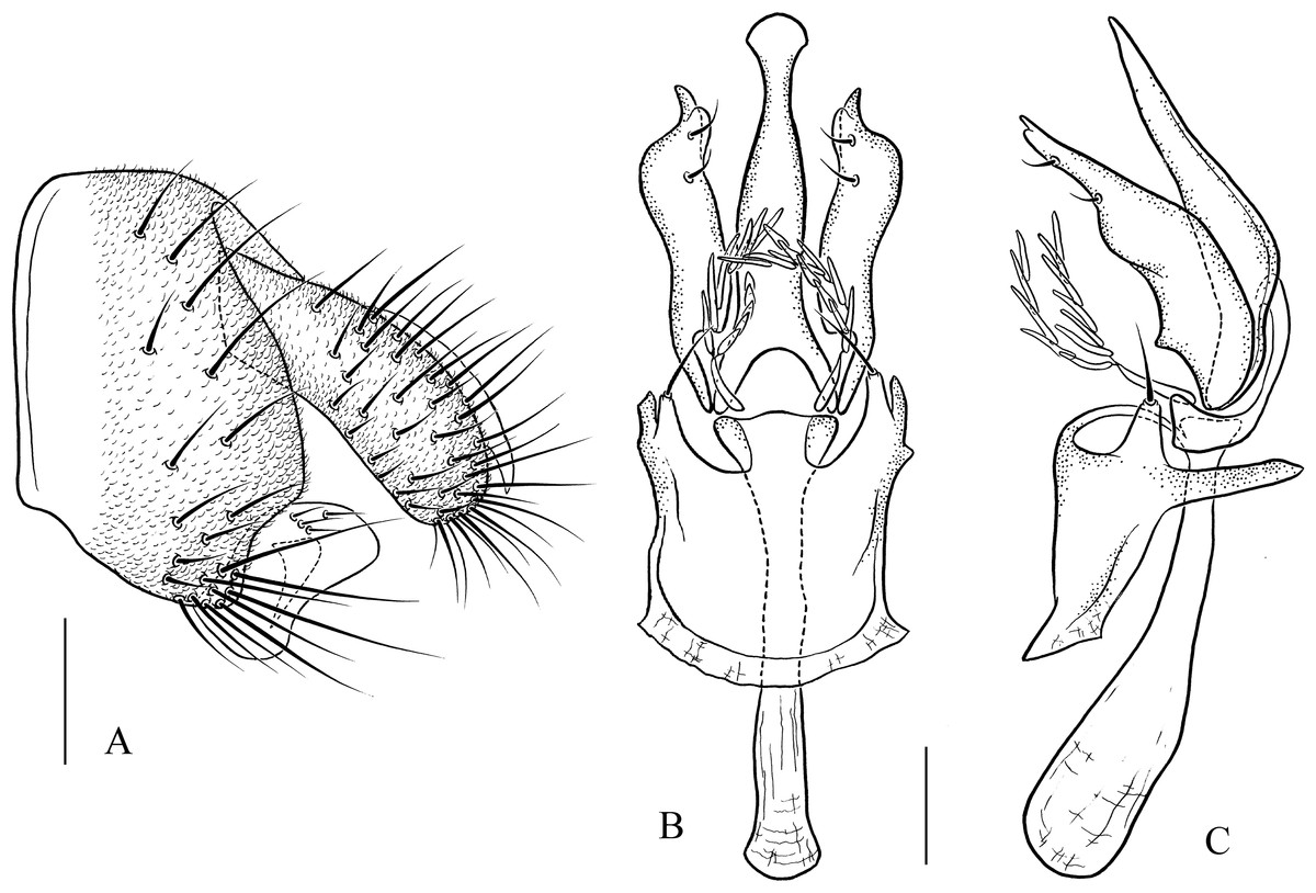 Integrative taxonomy of the genus Pseudostegana (Diptera, Drosophilidae ...