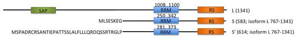 Schematic overview of three endogenous Acinus isoforms (L, S and S′) with SAP domain in green, RNA recognition motif (RRM) in blue, and RS-like domain in orange.