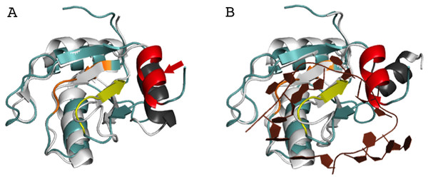 Superposition of AcRRM with the RRM of U1A protein (PDB code 4C4W (Huang & Lilley, 2014)).