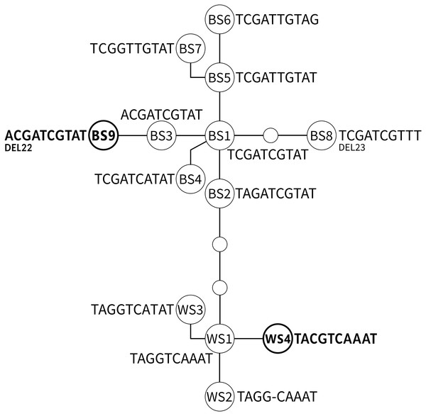 The parsimonious network of the ADNAM1 (Anonymous DNA Marker 1) alleles of G. salaris.