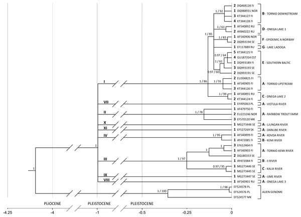 G. salaris phylogeny and molecular clock hypothesis based on the complete cox1 gene.