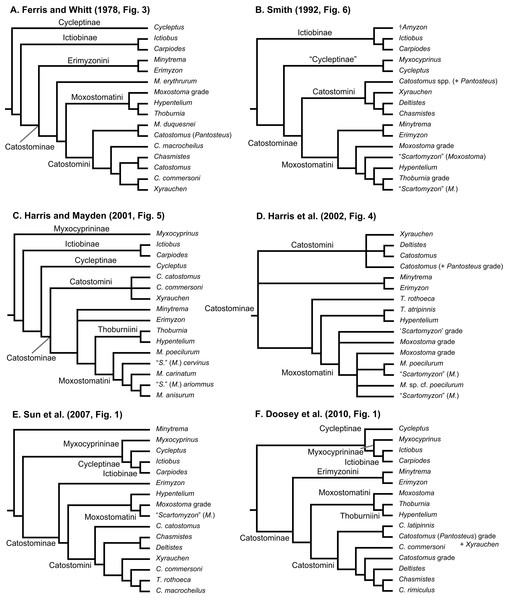 Six alternative hypotheses of phylogenetic relationships among Catostomidae subfamilies and tribes.