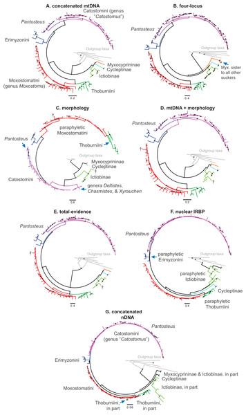 Consensus topologies from MrBayes (Ronquist et al., 2012) analyses of the concatenated mtDNA (A), four-locus (B), morphology (C), mtDNA + morphology (D), total-evidence (E), concatenated nDNA (F), and nuclear IRBP (G) datasets.