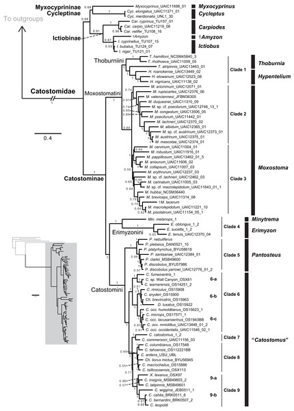 Phylogeny of suckers inferred from Bayesian analysis of the combined mtDNA (cytb, cox1, ND2), nDNA (IRBP, GHI, and RPS7), and morphological data (123 characters) in the total-evidence dataset.