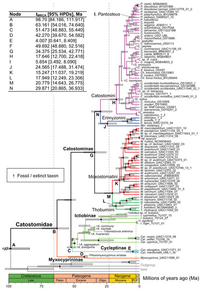 Time-calibrated phylogeny of Catostomidae derived from the best-supported Bayesian total-evidence dating model identified in Table 4.