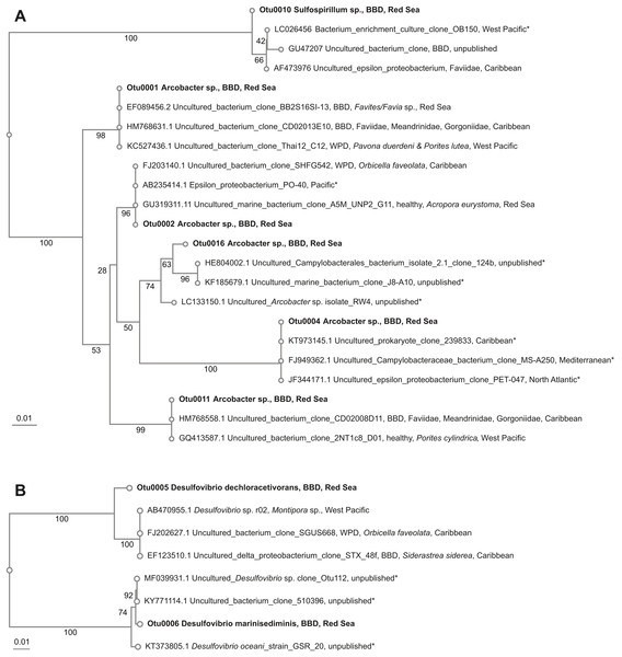 Overview and phylogenetic relationship of coral black band disease bacterial consortium members from the southern central Red Sea (Al-Lith, Saudi Arabia) and other regions.