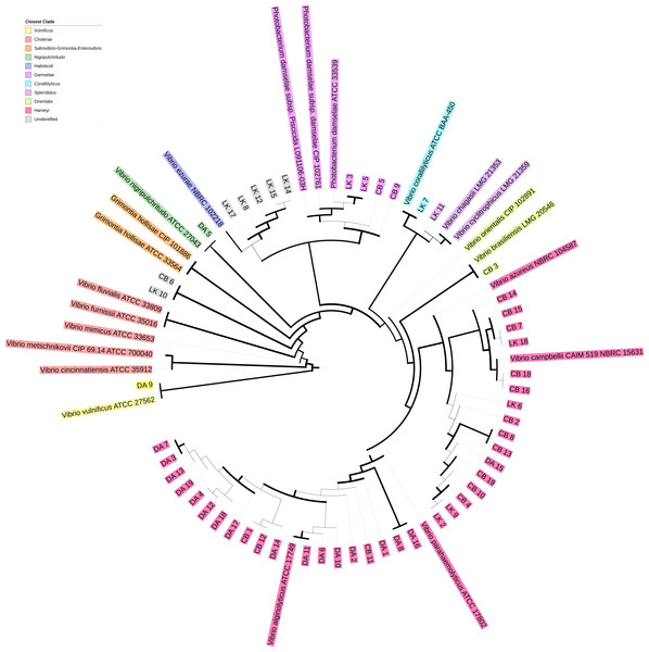 Phylogenetic tree of hsp60 sequences of presumptive Vibrionaceae isolates.