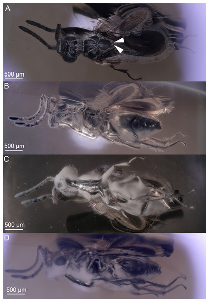 Brightfield images of the paratype (DEI-GISHym31820) of Conostigmus talamasi nov. sp. Mikó and Trietsch.
