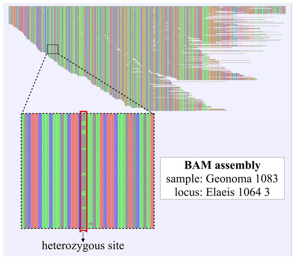Reference-based assembly including heterozygous sites.