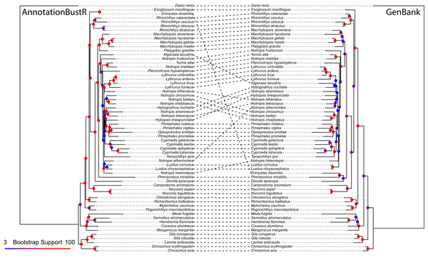 Phylogeny of 60 North American leuciscine minnows from sequences extracted using AnnotationBustR and from individual GenBank sequences.