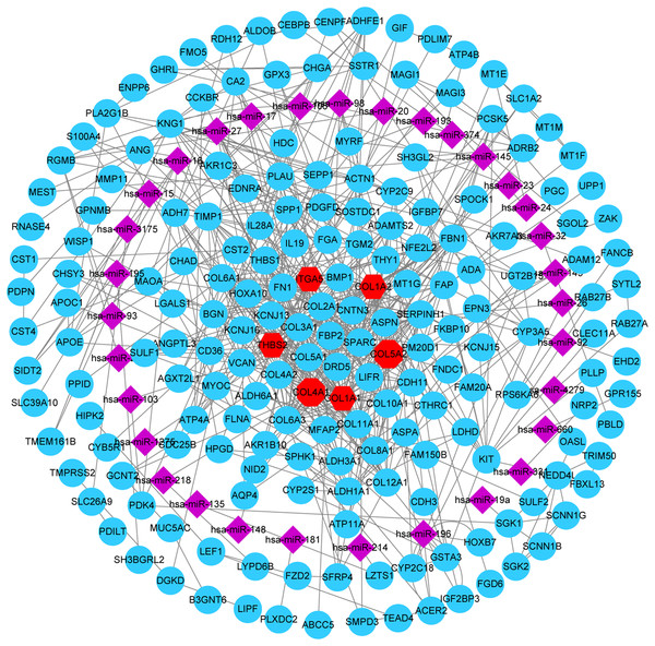 miRNA-gene network.