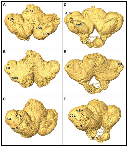 Comparison of grayscale-based surface reconstructions of the central brain of two individuals of P. fallax cf. virginalis.