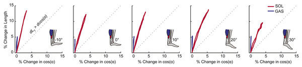 Contributions of fascicle length and pennation angle to muscle shortening behavior.