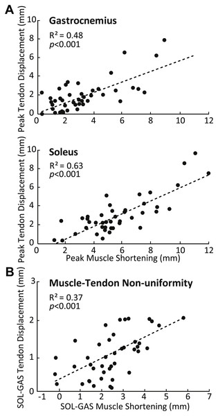 Correlations between muscle and sub-tendon tissue behavior.