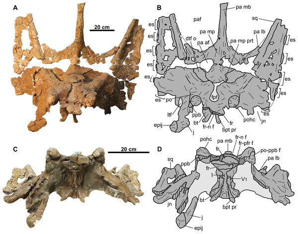 Skull of CMN 34829 (Chasmosaurus sp.).