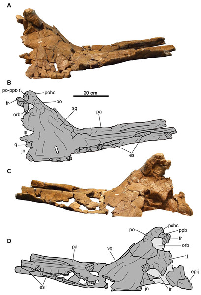 Skull of CMN 34829 (Chasmosaurus sp.).