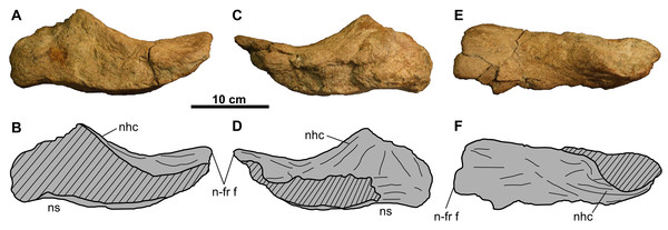 Nasal of TMP 2011.053.0046 (Vagaceratops sp.).