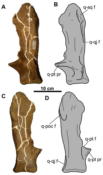 Left quadrate of TMP 2011.053.0046 (Vagaceratops sp.).