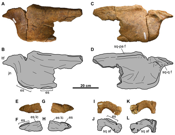 Left squamosal of TMP 2011.053.0046 (Vagaceratops sp.).