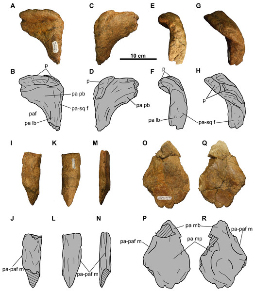 Parietal of TMP 2011.053.0046 (Vagaceratops sp.).