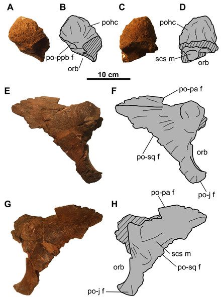 Postorbitals of CMN 8802 (Chasmosaurus sp.).