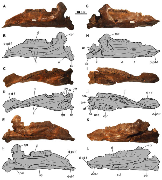 Lower jaws of CMN 8802 (Chasmosaurus sp.).