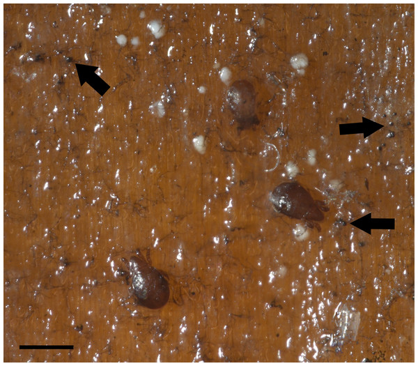 Co-occurring oribatid mites and fungi on Pinus sp. wood panels.