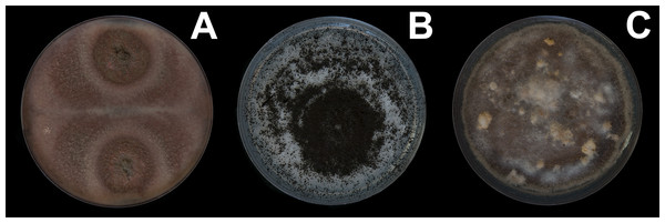 Fungal isolates tested during in vitro food preference bioassays.