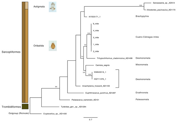 Maximum-Likelihood phylogeny of CCB mites inferred from COI sequences.