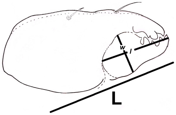 Relative width of Digitus Mobilis (RWD) approximation in Trhypochthoniellus sp. based on the shape of the infracapitulum, and its correlation with chelicera.