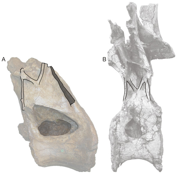 Centra and neural arches of posterior dorsal vertebrae from two rebbachisaurid sauropods (not to scale), highlighting the distinctive ‘M’ shape formed by laminae on the lateral face of the neural arch.