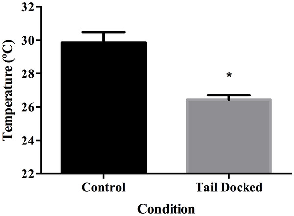 Least square means and standard error for superficial temperature in tail docked (n = 133) and control cows (n = 31).