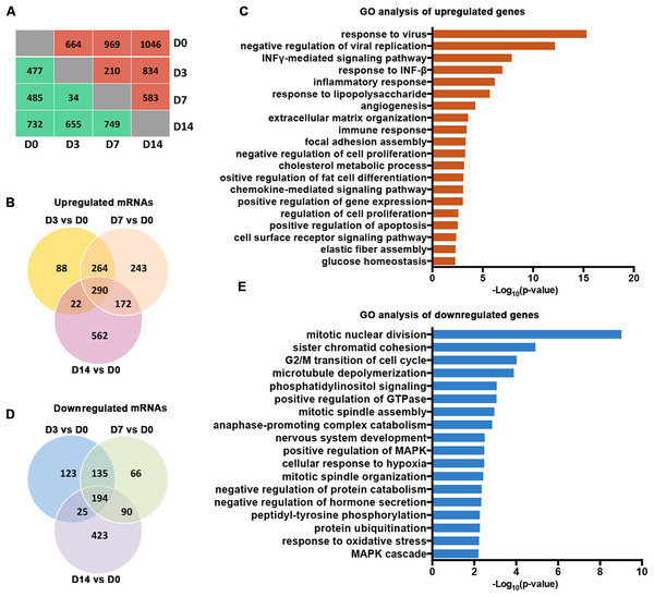 Characterization of the mRNA transcriptomes of PDLSCs.