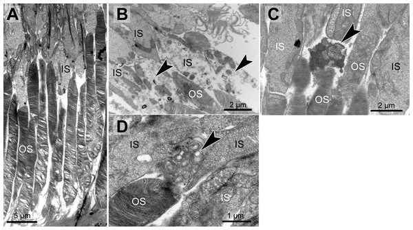 Morphological changes in inner and outer segments of albino Abca4−∕− mice.