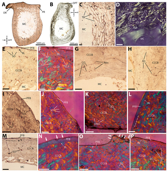 Histological cross-sections of humeri, under OL (A–C, E, G–I, M), PL (D), and CPL (F, J–L, N–P).