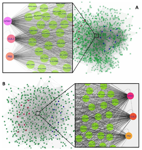 The constructed PPI network of the top up- and down-regulated DEGs in Men (A) and Women (B).